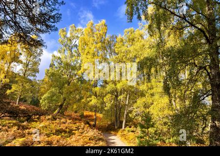 Loch an Eilein Aviemore feuilles jaunes sur des bouleaux Betula et des frondes orange saumâtres sur le sentier autour du Loch lors d'une belle journée d'automne Banque D'Images