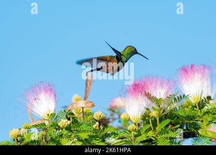 Colibri à rumpage de cuivre volant à côté de fleurs roses et blanches d'un Calliandra dans le ciel bleu. Banque D'Images