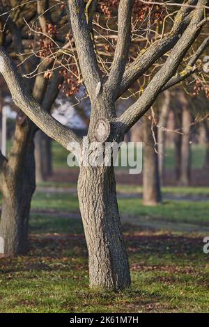 Vieux tronc d'arbre dans un parc Banque D'Images