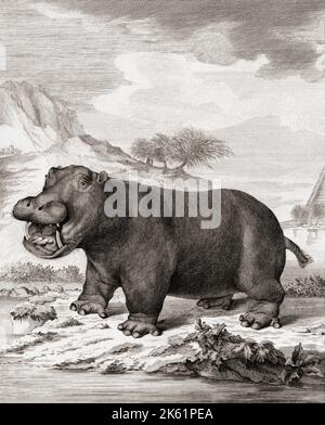 Un hippopotame (Hippopotamus amphibius) après une impression datée de 1775 par Barent de Bakker après une œuvre d'Anthony Andriessen. Banque D'Images