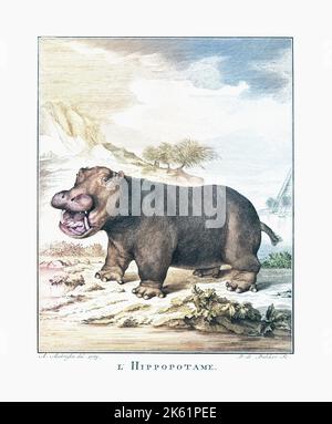 Un hippopotame (Hippopotamus amphibius) après une impression datée de 1775 par Barent de Bakker après une œuvre d'Anthony Andriessen. Colorisation ultérieure. Banque D'Images