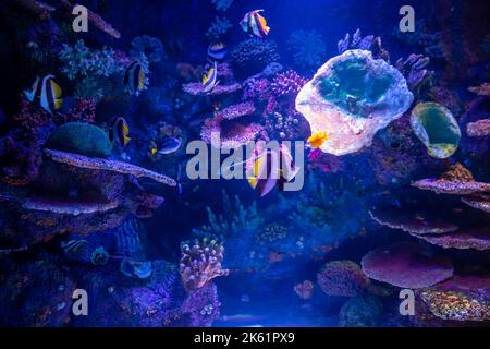 Heniochus noir et blanc papillon ou diphreutes poisson à l'aquarium d'Antalya. Banque D'Images