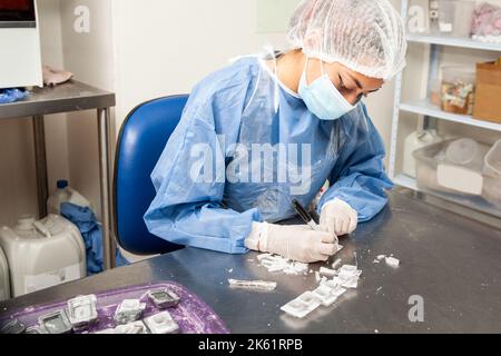 Scientifique préparant des blocs de paraffine contenant des tissus de biopsie pour la coupe. Laboratoire de pathologie. Diagnostic du cancer. Banque D'Images
