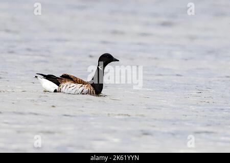 Brent Goose à Mandö (partie du parc national de la mer des Wadden), dans le sud-ouest de Jylland, au Danemark, en septembre. Banque D'Images