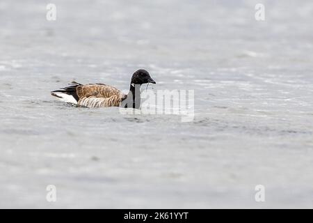 Brent Goose à Mandö (partie du parc national de la mer des Wadden), dans le sud-ouest de Jylland, au Danemark, en septembre. Banque D'Images