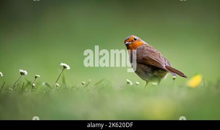 Robin Erithacus rubecula européen. L'oiseau brun orangé sur une herbe verte sur fond vert foncé vif. Banque D'Images