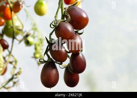 Tomates cerises Indigo Pear Drops, Angleterre, Royaume-Uni. Banque D'Images
