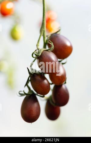 Tomates cerises Indigo Pear Drops, Angleterre, Royaume-Uni. Banque D'Images