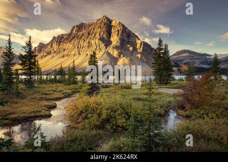 Arbres de montagne et de pin au lac Bow, Rocheuses canadiennes, Alberta Banque D'Images