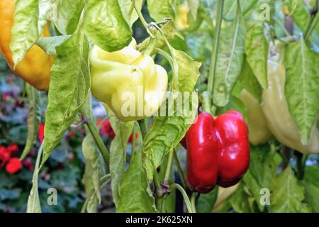 Gros plan de poivrons rouges et jaunes poussant dans un jardin, Royaume-Uni Banque D'Images