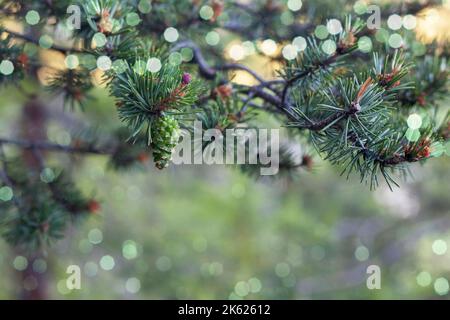 petit cône de pin poussant sur un arbre dans une forêt Banque D'Images