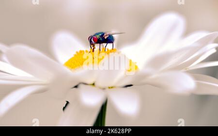 Biberon vert en forme de mouche sur une marguerite blanche Banque D'Images