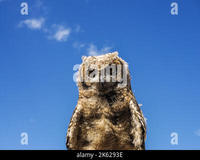 hibou sur fond bleu ciel gros plan portrait dans une fauconnerie d'entraînement en montagne Banque D'Images