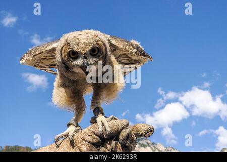 hibou sur fond bleu ciel gros plan portrait dans une fauconnerie d'entraînement en montagne Banque D'Images