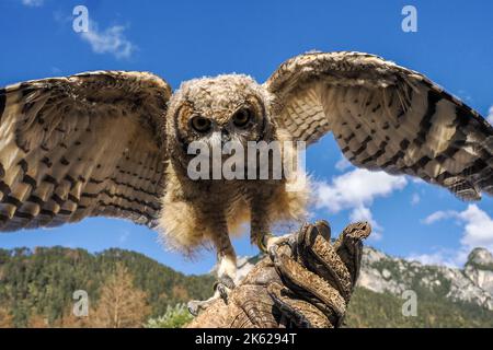 hibou sur fond bleu ciel gros plan portrait dans une fauconnerie d'entraînement en montagne Banque D'Images