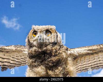 hibou sur fond bleu ciel gros plan portrait dans une fauconnerie d'entraînement en montagne Banque D'Images