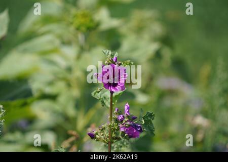 Gros plan d'une fleur de fromages violets isolée dans un jardin Banque D'Images