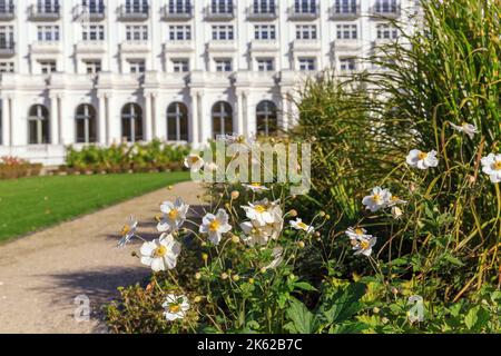 Fleurs blanches japanes anemone dans le jardin d'automne. Kemeri. Lettonie, Europe Banque D'Images