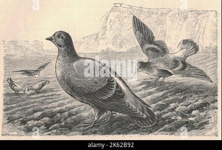 Illustration antique gravée du pigeon. Illustration vintage de la colombe. Ancienne photo gravée de l'oiseau. La colombe rocheuse, le pigeon rocheuse ou le pigeon commun (Columba livia) est un membre de la famille des oiseaux Columbidae (colombes et pigeons). Dans l'usage courant, il est souvent simplement appelé le 'pigeon'. Le pigeon domestique (Columba livia domestica, qui comprend environ 1 000 races différentes) est descendu de cette espèce. Les pigeons domestiques échappés ont augmenté les populations de pigeons sauvages dans le monde entier. Les colombes de roche sauvages sont gris pâle avec deux barres noires sur chaque aile, tandis que domestiques et fe Banque D'Images