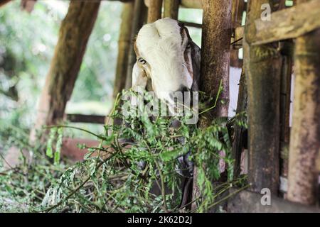Un portrait d'une chèvre avec de l'herbe devant et une clôture en bois Banque D'Images