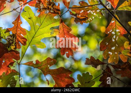 Vue sur la voûte des arbres aux feuilles de chêne, rétroéclairé par le soleil lumineux dans la forêt, en vue de l'automne Banque D'Images
