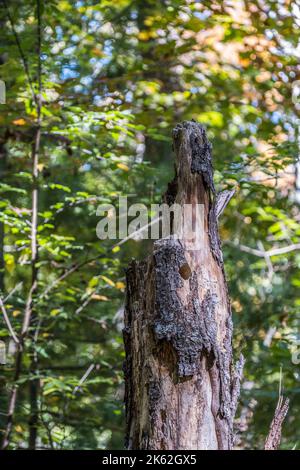 Une vue partielle d'un arbre pourri avec un trou de pic frais au centre le long du sentier dans la forêt en automne Banque D'Images