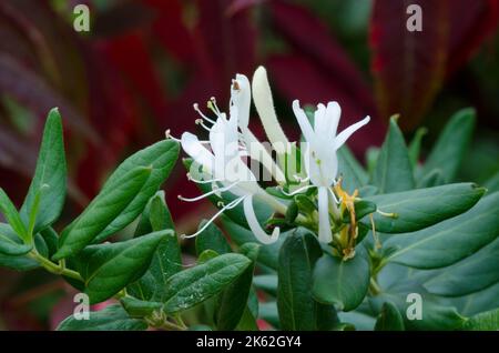 Honeysuckle japonais, Lonicera japonica Banque D'Images