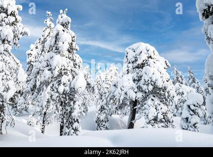 Paysage d'arbres enneigés, Laponie, Finlande. Banque D'Images
