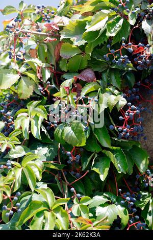 Baies avec tiges rouges contre ciel bleu. Creeper de Virginie - parthenocissus quinquefolia, Lesvos (Lesbos/Mitylène). Septembre 2022. Automne. Banque D'Images