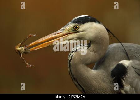 Un héron gris (Ardea cinerea) a attrapé une grenouille qui hiberait dans la boue en hiver. Banque D'Images