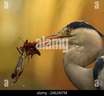 Un héron gris (Ardea cinerea) a attrapé une grenouille qui hiberait dans la boue en hiver. Banque D'Images