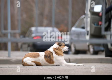 Grand chien blanc et brun posé sur la rue ou la route asphaltée près de la voiture attendant le propriétaire Banque D'Images