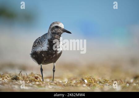 Pluvier à ventre noir ornithologue en mer à la recherche de nourriture en bord de mer en été Banque D'Images