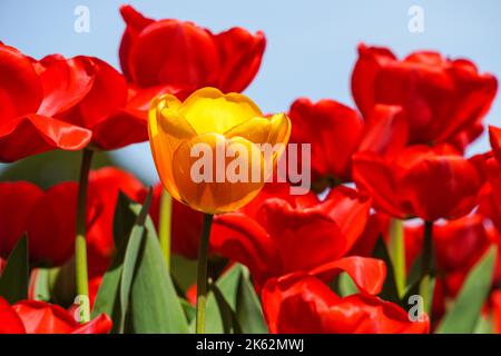 Tulipes rouges fleuris avec une tulipe jaune au premier plan Banque D'Images