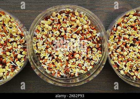 Vue de dessus de l'hydroponique Kaiware Daikon pousses de germination dans la réutilisation des bouteilles d'eau PET Banque D'Images