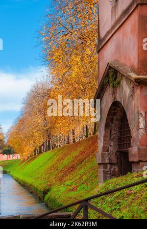 Automne et feuillage à Lucques. Ancien parc des remparts de la ville avec des feuilles d'automne sycomore Banque D'Images