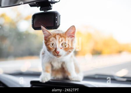 Chaton de gingembre sur le tableau de bord de la voiture. Voyager avec des animaux de compagnie. Banque D'Images