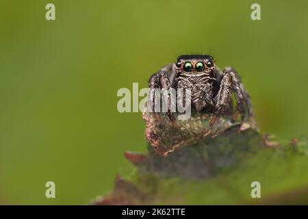 Evarche falcata Jumping Spider reposant sur le dessus de la feuille. Tipperary, Irlande. Banque D'Images