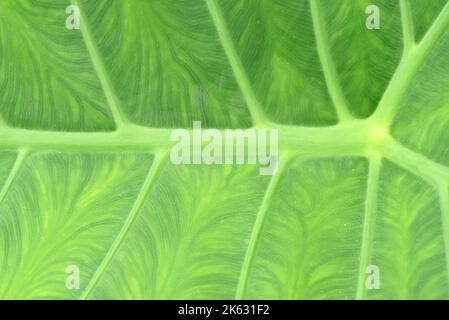 Feuille de Colocasie verte avec de belles veines, l'oreille d'éléphant. Banque D'Images