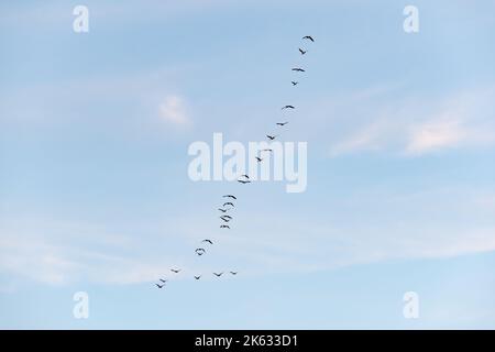 Troupeau d'oiseaux migrateurs volant en formation dans le ciel. Banque D'Images