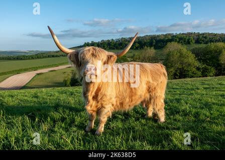 Le bétail des Highlands paître dans les pâturages de la réserve naturelle nationale Beacon Hill près d'Exton, Hampshire, Angleterre, Royaume-Uni Banque D'Images