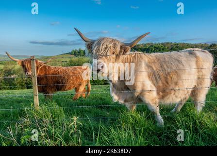 Le bétail des Highlands paître dans les pâturages de la réserve naturelle nationale Beacon Hill près d'Exton, Hampshire, Angleterre, Royaume-Uni Banque D'Images