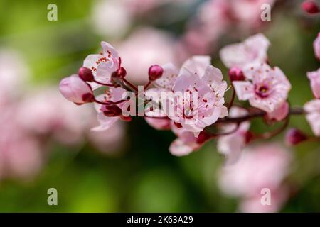 Grappe de fleurs d'amande en pleine floraison. Israël. Noix d'amande en fleur. Banque D'Images