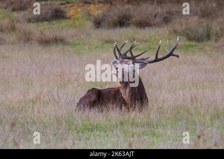 Duelmen, NRW, Allemagne. 11th octobre 2022. Un cerf de Virginie adulte (cervus elaphus) se tord pour impressionner un petit groupe de cerfs rouges à proximité et défendre son territoire contre d'autres mâles. Le cerf d'automne rout presque dans de grandes parties de la campagne de Muensterland, bien que les cerfs restent actifs tout au long du mois d'octobre. Credit: Imagetraceur/Alamy Live News Banque D'Images