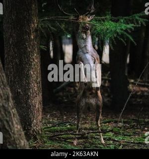 Duelmen, NRW, Allemagne. 11th octobre 2022. Un cerf de Virginie (dama dama) mâle (buck) teste sa résistance sur la branche d'un arbre. Le cerf d'automne rout presque dans de grandes parties de la campagne de Muensterland, bien que les cerfs restent actifs tout au long du mois d'octobre. Credit: Imagetraceur/Alamy Live News Banque D'Images