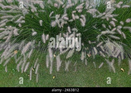 De belles herbes de Pennisetum dans un jardin d'automne. Banque D'Images