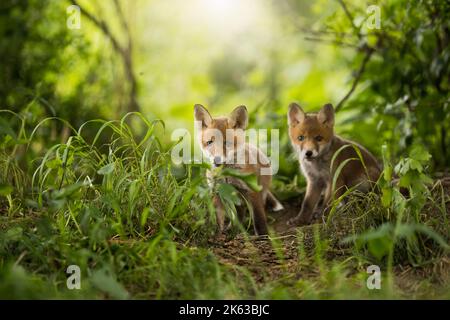 Deux petits renards rouges qui regardent autour de la ville, près de la ville, par une journée ensoleillée en été Banque D'Images