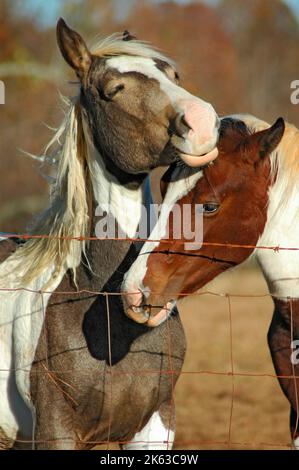 Chevaux en pâturage, un avec colt, jouant et faisant partie d'un troupeau Banque D'Images