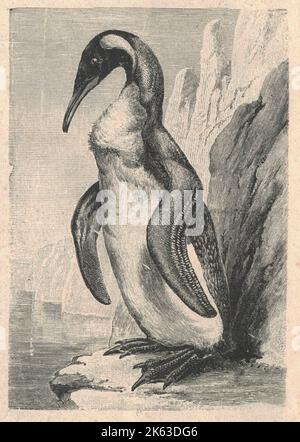 Illustration antique gravée du pingouin. Illustration vintage du pingouin. Ancienne photo gravée de l'oiseau. Les pingouins (ordre des Sphénisciformes, famille des Sphéniscidés) sont un groupe d'oiseaux aquatiques sans animaux. Ils vivent presque exclusivement dans l'hémisphère Sud: Une seule espèce, le pingouin Galápagos, se trouve au nord de l'équateur. Hautement adaptés à la vie dans l'eau, les pingouins ont contre-ombré plumage foncé et blanc et des palmes pour la natation. La plupart des pingouins se nourrissent de krill, de poissons, de calmars et d'autres formes de vie marine qu'ils attrapent avec leurs factures et avalent tout en nageant. A p Banque D'Images