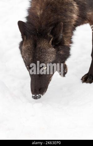 Phase noire Loup gris (Canis lupus) nez à neige hiver - animal captif Banque D'Images